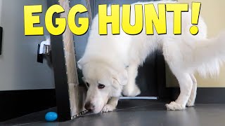 DOG EASTER EGG HUNT! (Super Cooper Sunday #243)