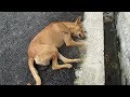 Life-saving rescue of unconscious street dog