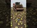 You’ve Never Seen Pumpkin Farming Like This!