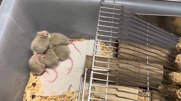 Weaned African Soft Furs 