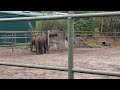 EEG Afrikanischer Elefant, Hodenhagen Safari, D, 10 Oct 2025, Panya und Sohn Ayo bei Kampfspielen.