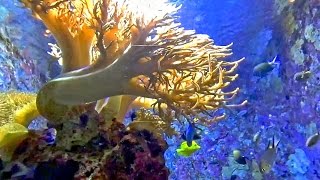 沖繩美麗海水族館珊瑚世界Okinawa Churaumi Aquarium (Japan)