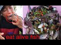 EATING ALIVE FISH OH! MY GOD! | This all of man eating alive fish look so delicious.