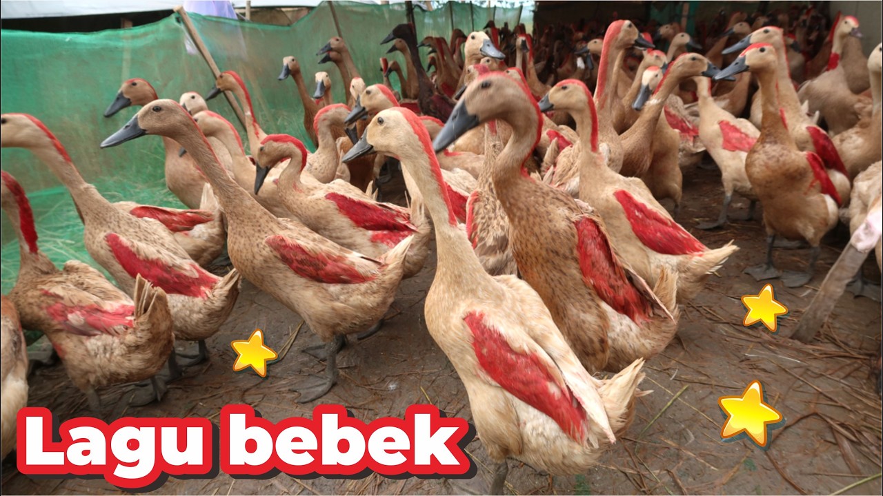 BEBEK BERENANG KWEK KWEK BEBEK KWEK KWEK BEBEKNYA UWEK UWEK BEBEK KWEK KWEK LAGU BEBEK ADUS KALI