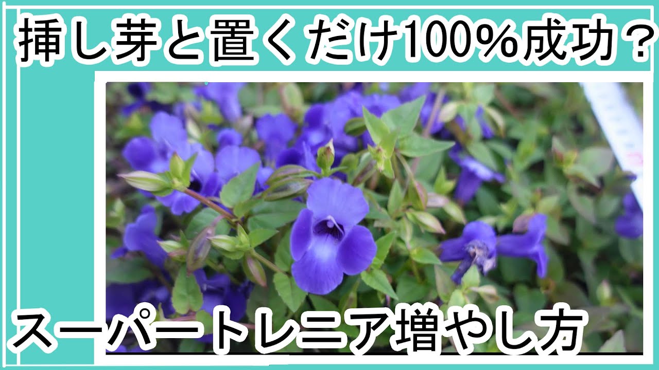 Double or triple the number of PW flower seedlings by cuttings
