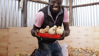 STOP Killing your Baby Chicks | Brood them like this | ZERO Death