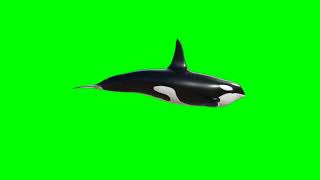 Green Screen Real Whale 3
