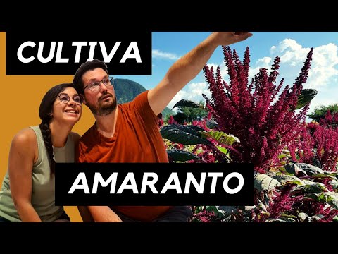 Vídeo: Cultivando Amaranto: Como Cultivar Plantas de Amaranto