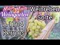 Weinrebe A 1704 kernlos