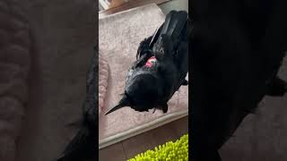 究極の萌え声を持つ可愛いカラスのラビ♪クッピの寝室紹介♪ BGMキジバト&ギンバト 2026/3/18撮影 KUPPI the Crowカラスのクッピ #カラス #birds #癒し #かわいい