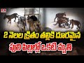 One of four tiger cubs found in Nandyal dies from illness