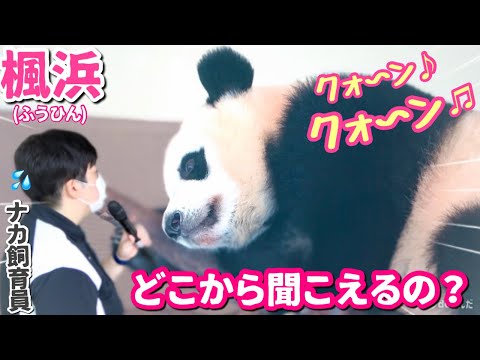 【パンダアイドル楓浜】ナカ飼育員の声を聞きながら鼻をクゥーンクゥーンするんです🐼これってママに甘える時♡やっぱり第２のママなんだ！