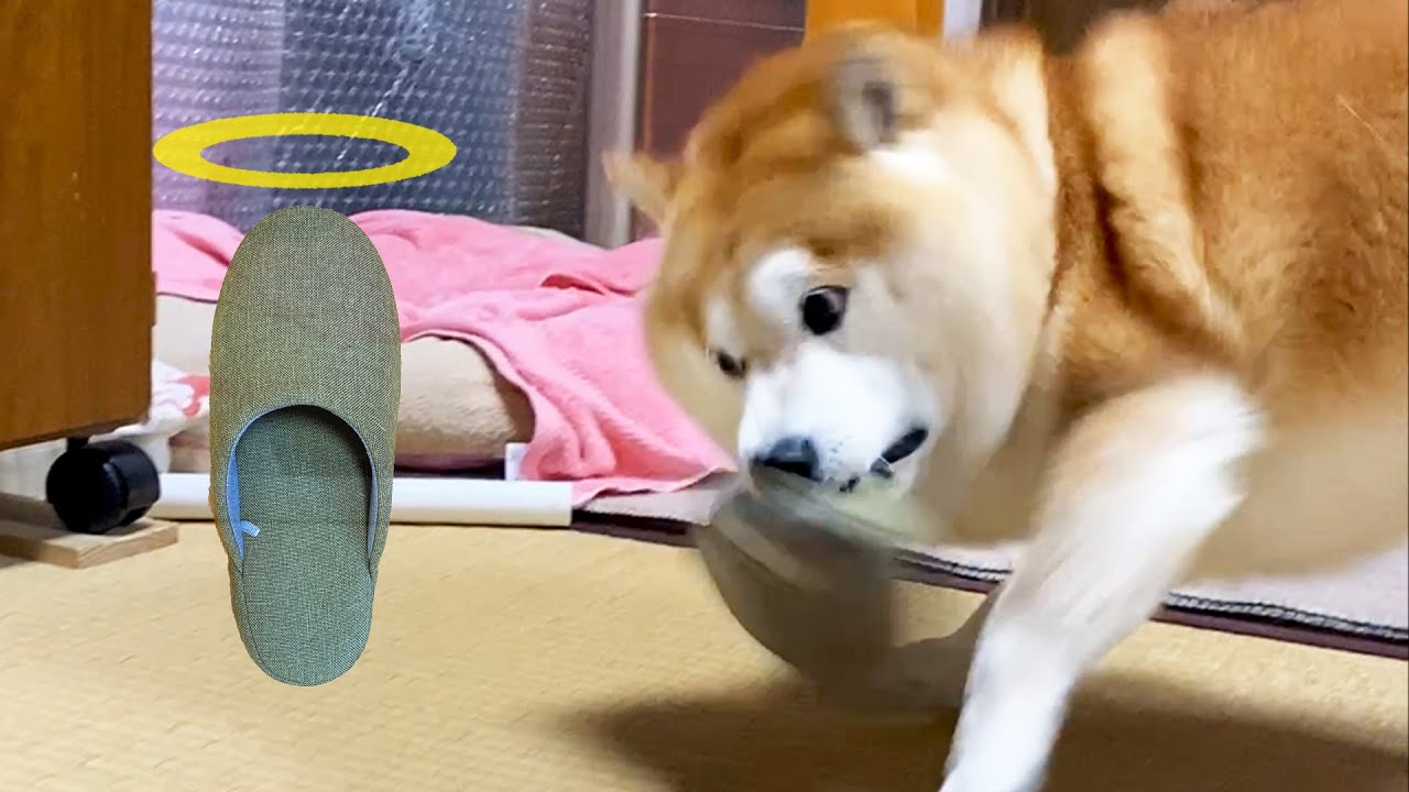 怒る柴犬❗️（夏仕様） Shibe executes dad's slippers when he gets happy - YouTube