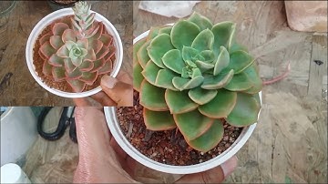 || HOW TO REPOT A ROOT BOUND SUCCULENT AND TAKE OF THE DRIED BLOOM STALK ? ||
