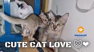 Mother Cat Loves it's Kittens by meowcat 1,565 views 1 year ago 4 minutes, 18 seconds