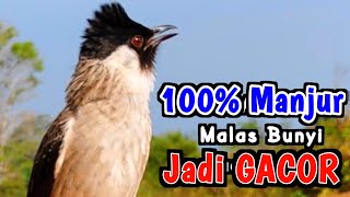 Ang tunog ng Gacor Kutilang Bird Calling Friends ay garantisadong Mabisa sa Pang-akit...!