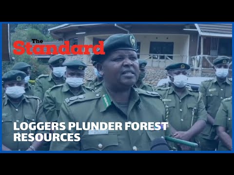 Illegal loggers take advantage of Covid-9 remand protocols to plunder forests resources