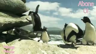 Hayvanlarin Komik Ve Tuhaf Hareketleri.izlemeye Deyer