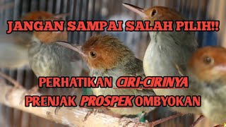 Cara memilih prenjak kepala merah prospek di ombyokan