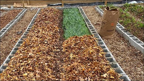 Building Your Soil Over the Winter—Two Cheap Methods with Cover Crops + Leaves