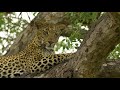 Lions and Leopards and Hippos, Oh My! | The Lion Whisperer
