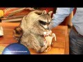 American Natural Resources Supplies Taxidermy to Rustic Furniture Market American Natural Resources Supplies Taxidermy to Rustic Furniture Market