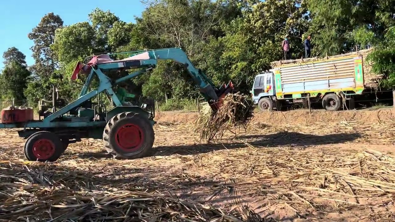 คีบอ้อยพันธุ์2568 #รถคีบอ้อย