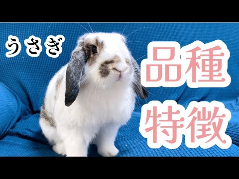 うさぎの品種と特徴について/Rabbit breeds and characteristics