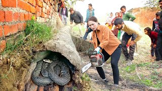 Download Lagu Terrifying Harvest: Confronting a Giant Snake Hiding in a Rotten Palm Tree | Survival Alone MP3