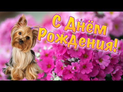 Поздравление с днём рождения 💐 Зажигательная песня С днём рождения! С днём рождения подругу