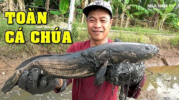 Bắt Cá Vuông 70 Công Toàn Cá Lóc Khủng Long Xem 100 Lần Vẫn Còn Ám Ảnh/Fishing/NGÃ NĂM TV