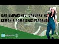 Как вырастить голубику из семян в домашних условиях