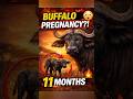 Buffalo Birth_ Wild Facts Revealed #animalkingdom #animaltrend #viral