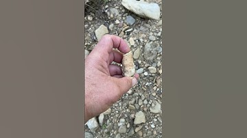 # Fossil # Coral #Kentucky # Agatized