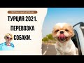 Турция 2021. Какие документы нужны для перевозки собаки.
