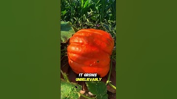 The Giant Pumpkins of Russia — Heavier Than a Bull!