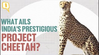 A Year On, What Ails Project Cheetah of India? | The Quint