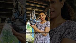 Kasus aka Coconut Crab from Liuliu Village Manus Province Papua New Guinea 🇵🇬 #coconutcrab #seafood