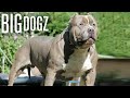 These XL Bullies Are Disciplined Beasts | BIG DOGZ