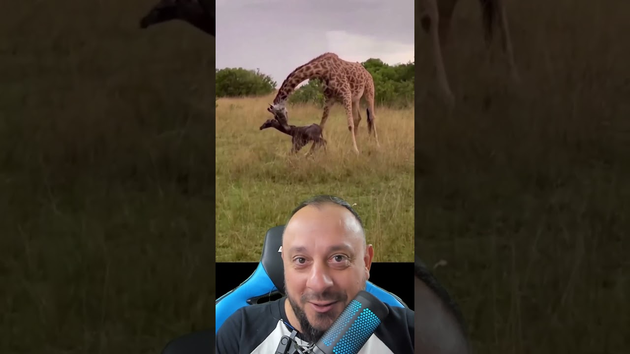 Parto da Girafa