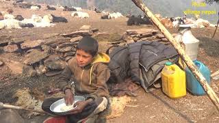 little boy cooking dido and dry meatsheep farm //rural village nepal//