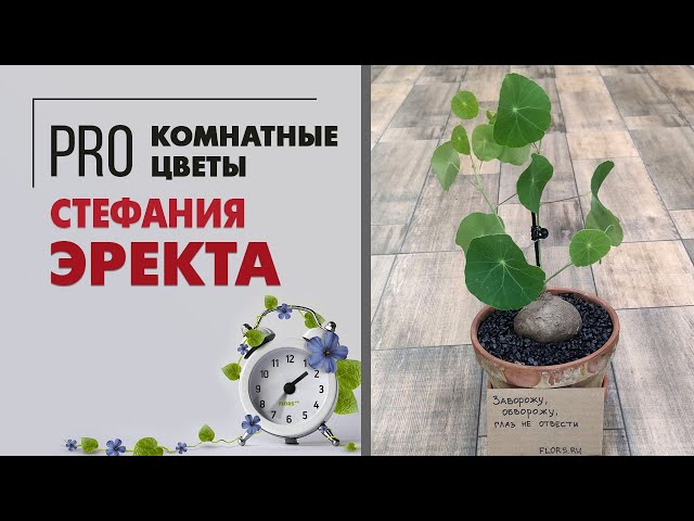 Жабайы мысық порно