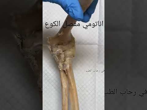 مفصل الكوع