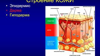 Лекция для студентов. Кожа 4 часть.