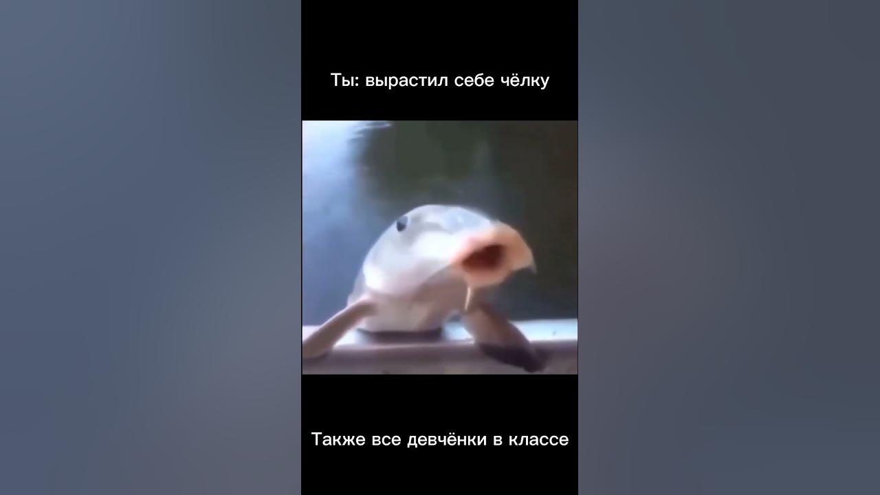 Дай мне свой дискордик мем