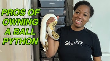 PROS OF OWNING A BALL PYTHON | COLLAB DWXOTICZ | BALL PYTHON KEEPING AND BREEDING | PRECIOUS PYTHONS