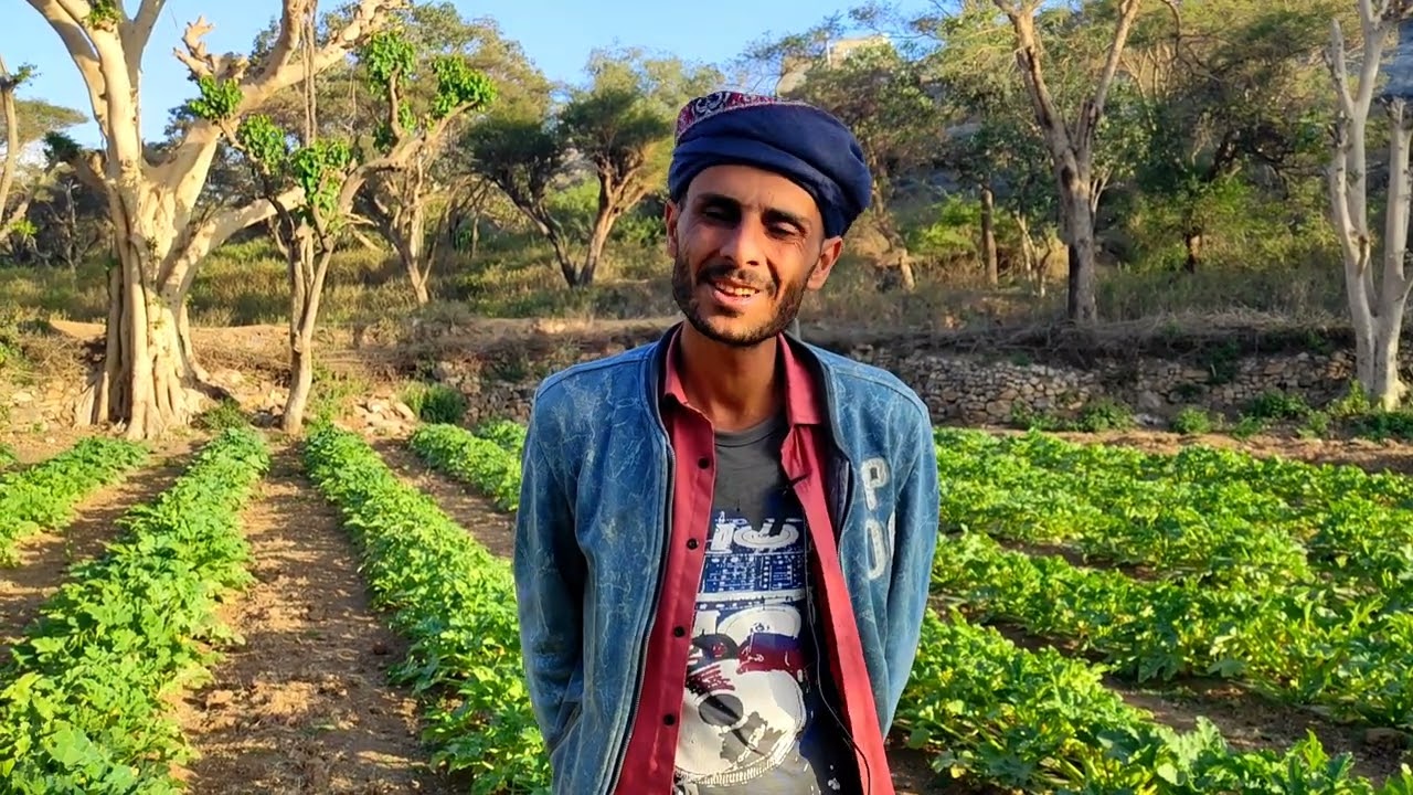 زراعة الخضروات في ريف تعز خلال شهر رمضان.