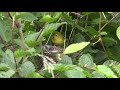 Yellow Warbler