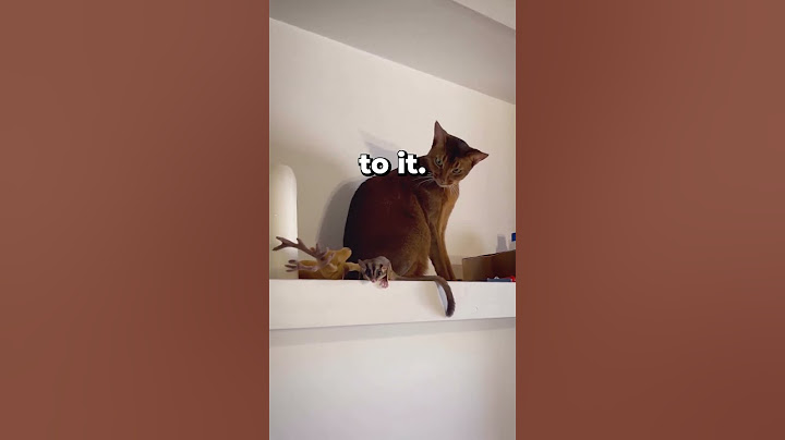 Cat's Hilarious Reaction To A Sugar Glider's Flight 😂