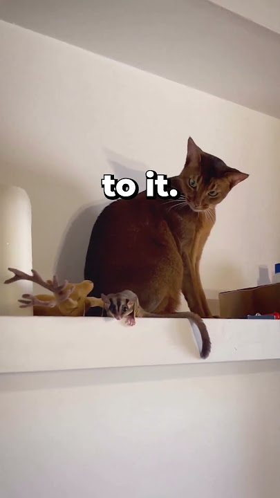 Cat's Hilarious Reaction To A Sugar Glider's Flight 😂